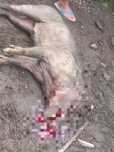 Di Kelurahan Rua, Babi Hutan Serang Ibu dan Anak.