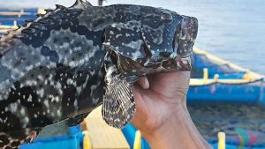 Ikan Kerapu Jadi Harapan Baru Warga Tiga Pulau Terluar Ternate
