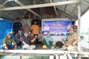 Panen Rumput Laut di Obi: Harapan Baru dari Laut Maluku Utara