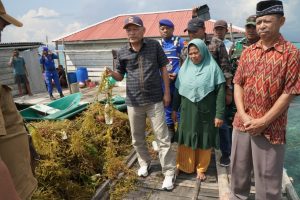 Pemprov Malut Dorong Ekonomi Maritim Lewat Panen Rumput Laut di Madopolo