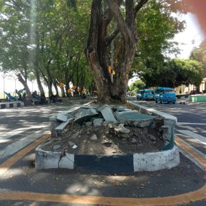 Jalan Bandara Ternate Rusak, Warga Keluhkan Akar Pohon yang Mengganas