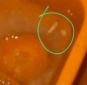 Warga Keluhkan Temuan Belatung di Menu MBG, Minta Pengawasan Diperketat
