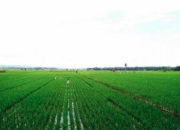 Haltim Dorong Swasembada Pangan: 1.088 Hektar Sawah Tergarap, Alsintan Jadi Tantangan