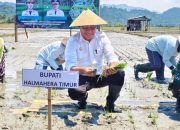 Haltim Dorong Swasembada Pangan: 1.088 Hektar Sawah Tergarap, Alsintan Jadi Tantangan