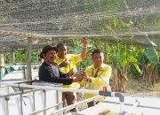 BUMDES Soahukum Kembangkan Budidaya Ikan Nila, NHM Beri Enam Unit Meyco dan Pendampingan