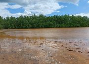 Limbah PT JAS Hancurkan Rumput Laut, DPRD Malut Geram dan Siap Turun Tangan