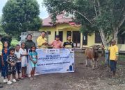 Sambut Idul Adha 1447 H, NHM Distribusikan 66 Sapi Kurban untuk Masyarakat Lingkar Tambang