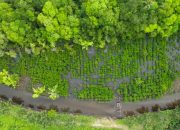 Tiga Tahun Restorasi Mangrove NHM Berhasil Lindungi Pesisir Kao dari Ancaman Abrasi