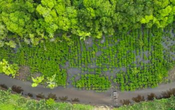 Tiga Tahun Restorasi Mangrove NHM Berhasil Lindungi Pesisir Kao dari Ancaman Abrasi