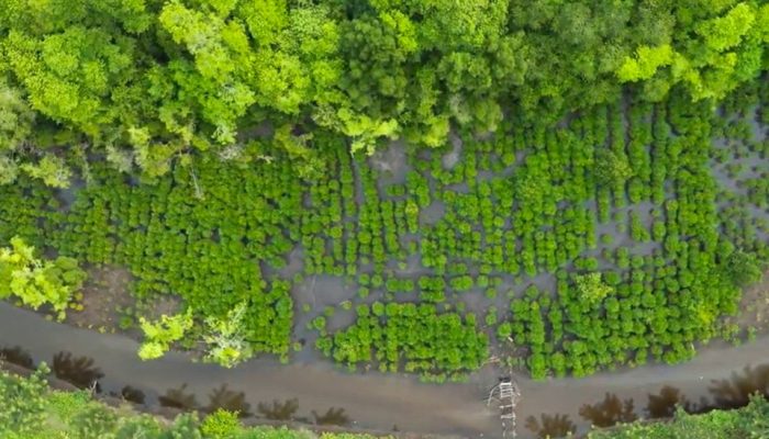 Tiga Tahun Restorasi Mangrove NHM Berhasil Lindungi Pesisir Kao dari Ancaman Abrasi