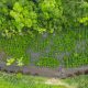 Tiga Tahun Restorasi Mangrove NHM Berhasil Lindungi Pesisir Kao dari Ancaman Abrasi
