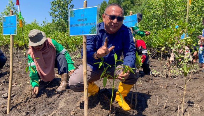 NHM dan Pemda Halut Bangun Ekonomi Hijau dari Mangrove