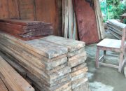 Guru PPPK di Bacan Diduga Perdagangkan Kayu Ilegal, Aktivitas Disebut Berlangsung Terbuka