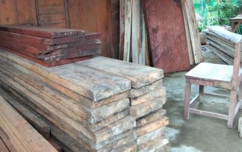 Guru PPPK di Bacan Diduga Perdagangkan Kayu Ilegal, Aktivitas Disebut Berlangsung Terbuka