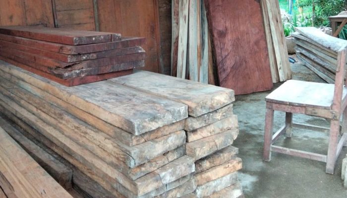 Guru PPPK di Bacan Diduga Perdagangkan Kayu Ilegal, Aktivitas Disebut Berlangsung Terbuka
